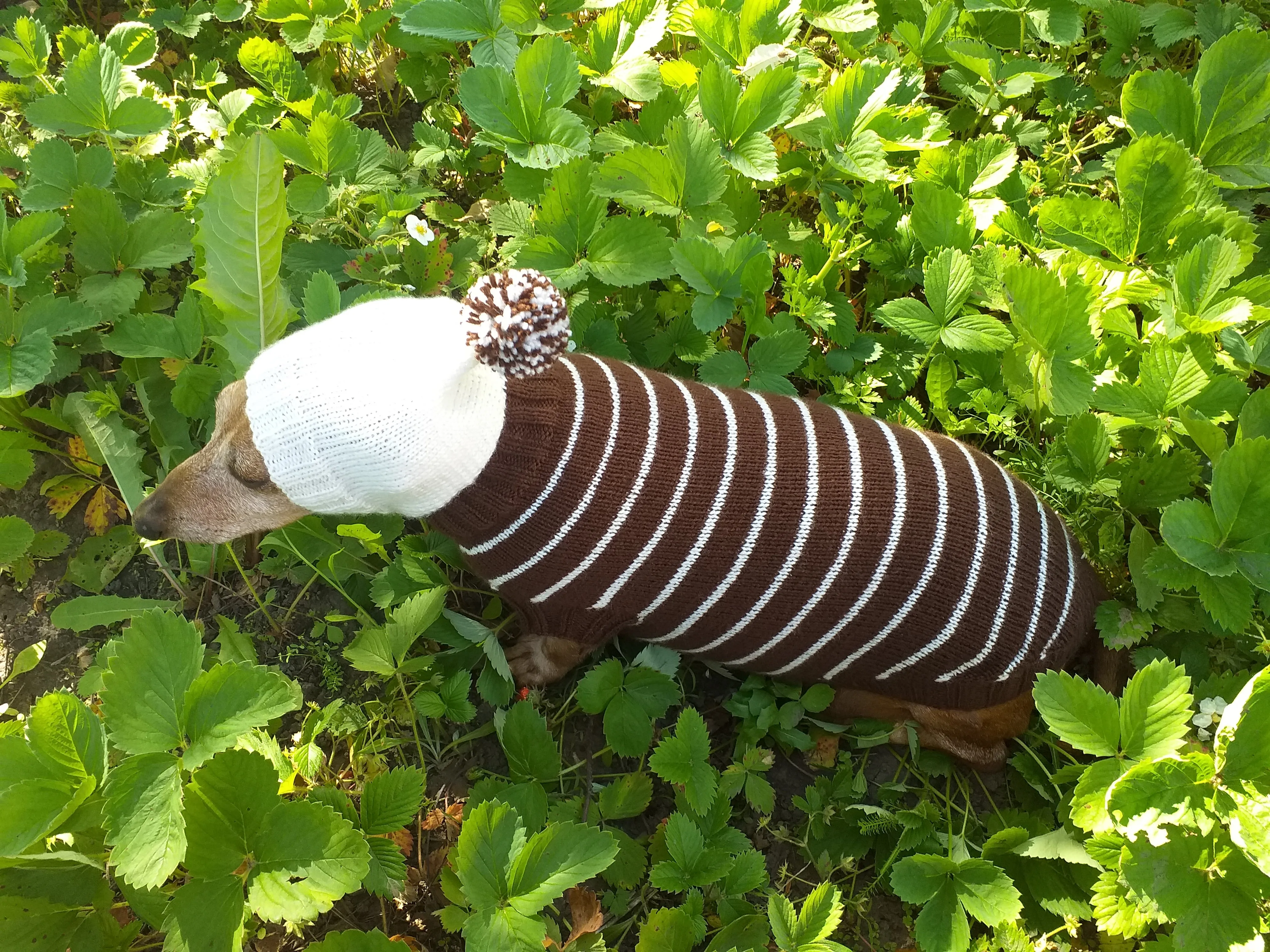 Brown Striped Hoodies for Dogs