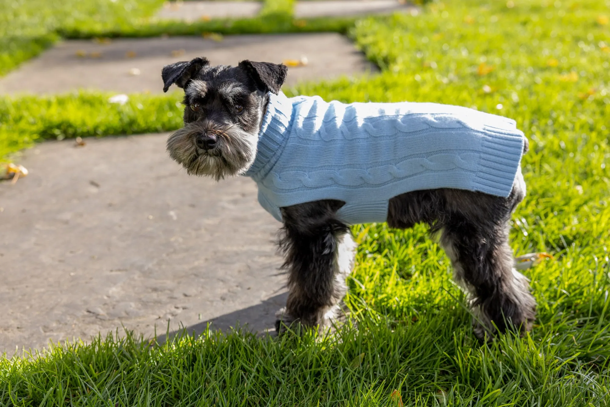 Cashmere Dog Solid Sweater - Gray, Light Pink & Baby Blue