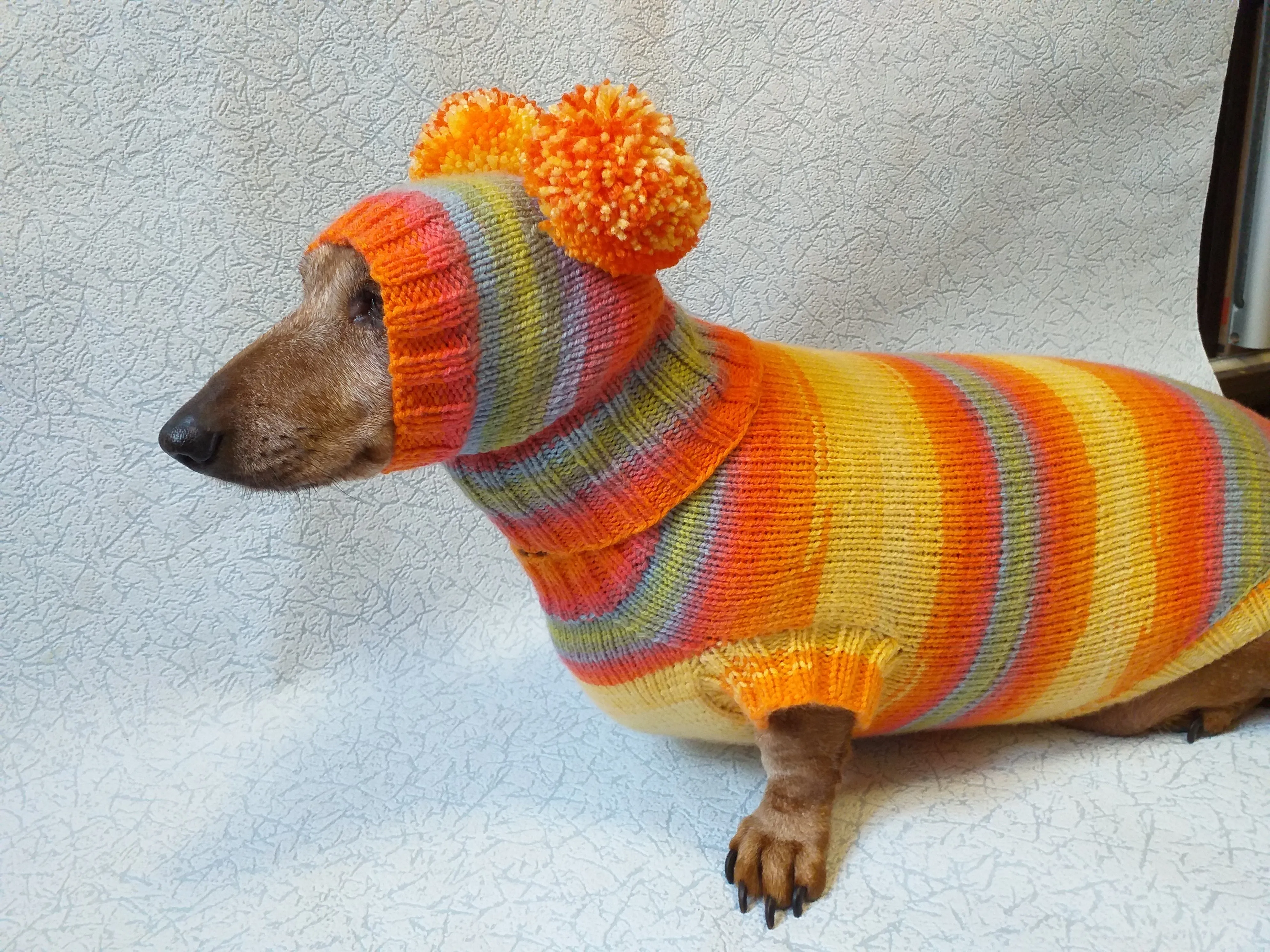 Costume for miniature dachshund sweater and hat, Doxie sweater and hat set, clothes for small dog of dachshund